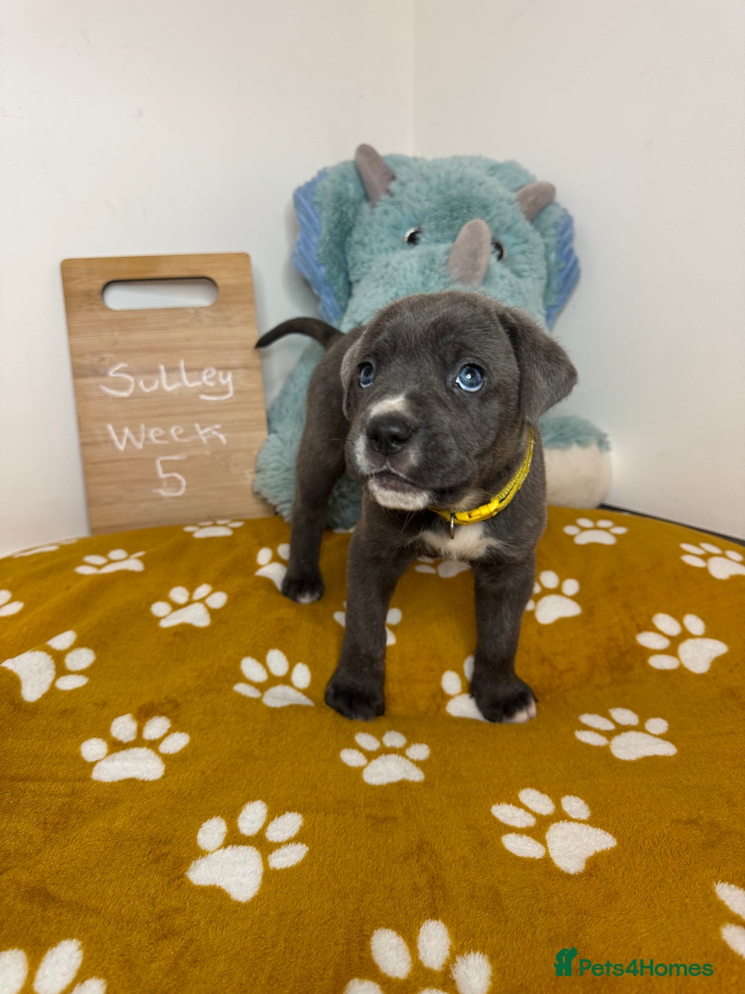 Cane Corso dogs for sale: Cane corso puppies for sale  - Image 36