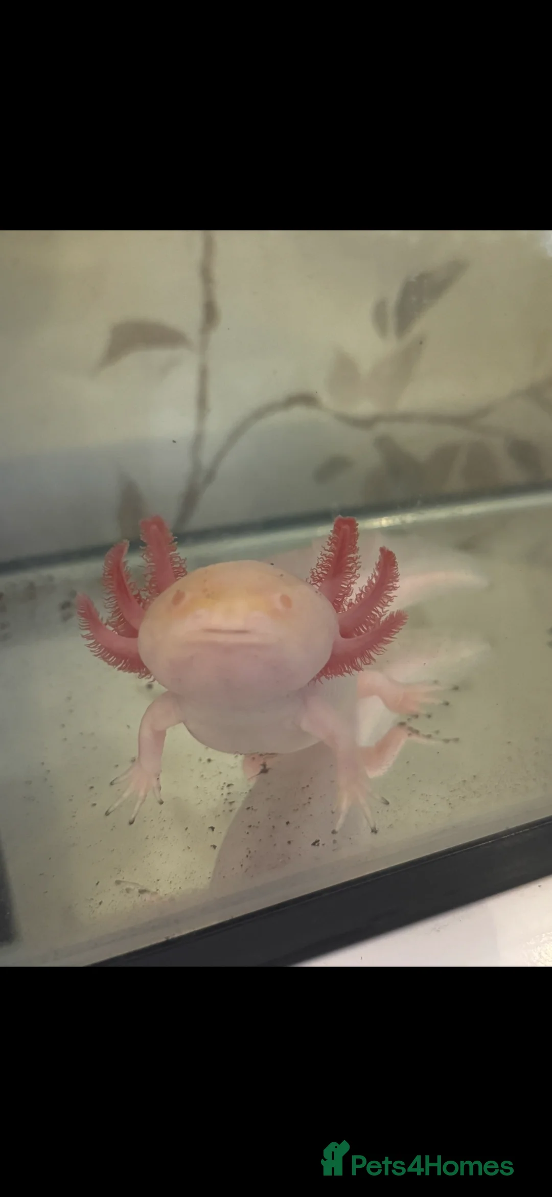 Axolotl reptiles for sale: Axolotl - Advert 2