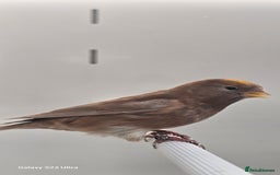 Finches birds for sale: Redpoll finches - Image 7