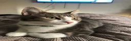 Mixed Breed cats for sale: Two cats looking for home in Daventry - Advert 6
