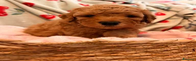 Rusty