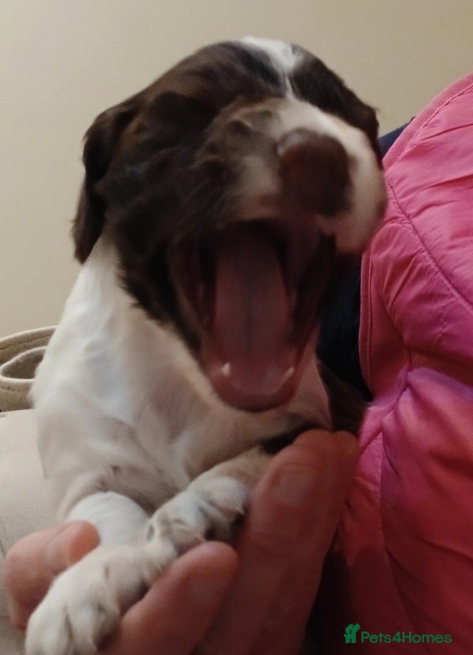 Sprocker dogs for sale: Cocker spaniel - Advert 2