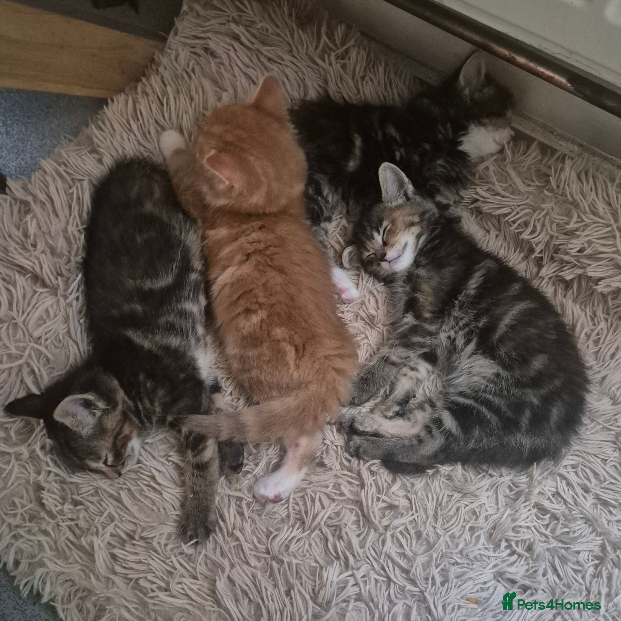 Mixed Breed cats Playful kittens - Advert 13