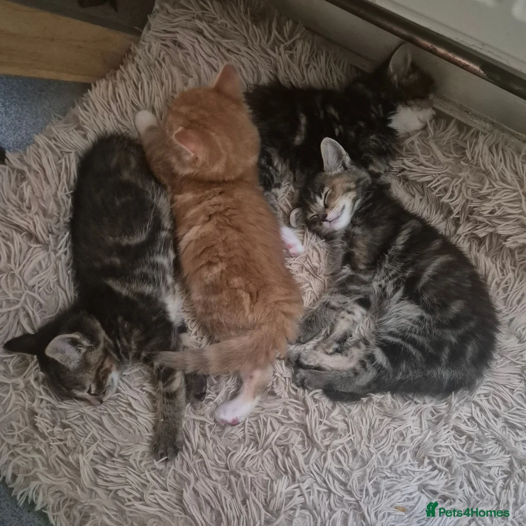 Mixed Breed cats for sale: Playful kittens in London - Advert 1