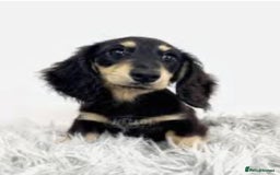 Miniature Dachshund dogs for sale: KC Cream long haired miniature dachshund puppies - Image 16