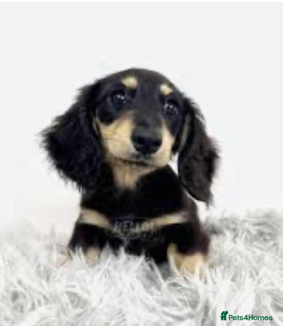 Miniature Dachshund dogs for sale: KC Cream long haired miniature dachshund puppies - Image 16