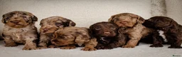 Cockapoo dogs for sale: Cockapoo pups  - Advert 1