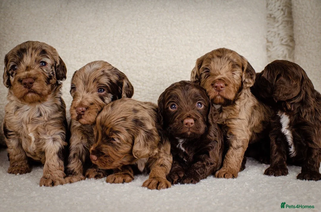Cockapoo dogs for sale: Cockapoo pups  - Advert 1