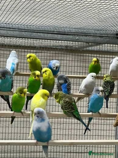 Budgerigars birds Budgies  - Advert 1
