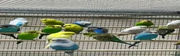 Budgerigars birds for sale: Budgies  - Advert 1