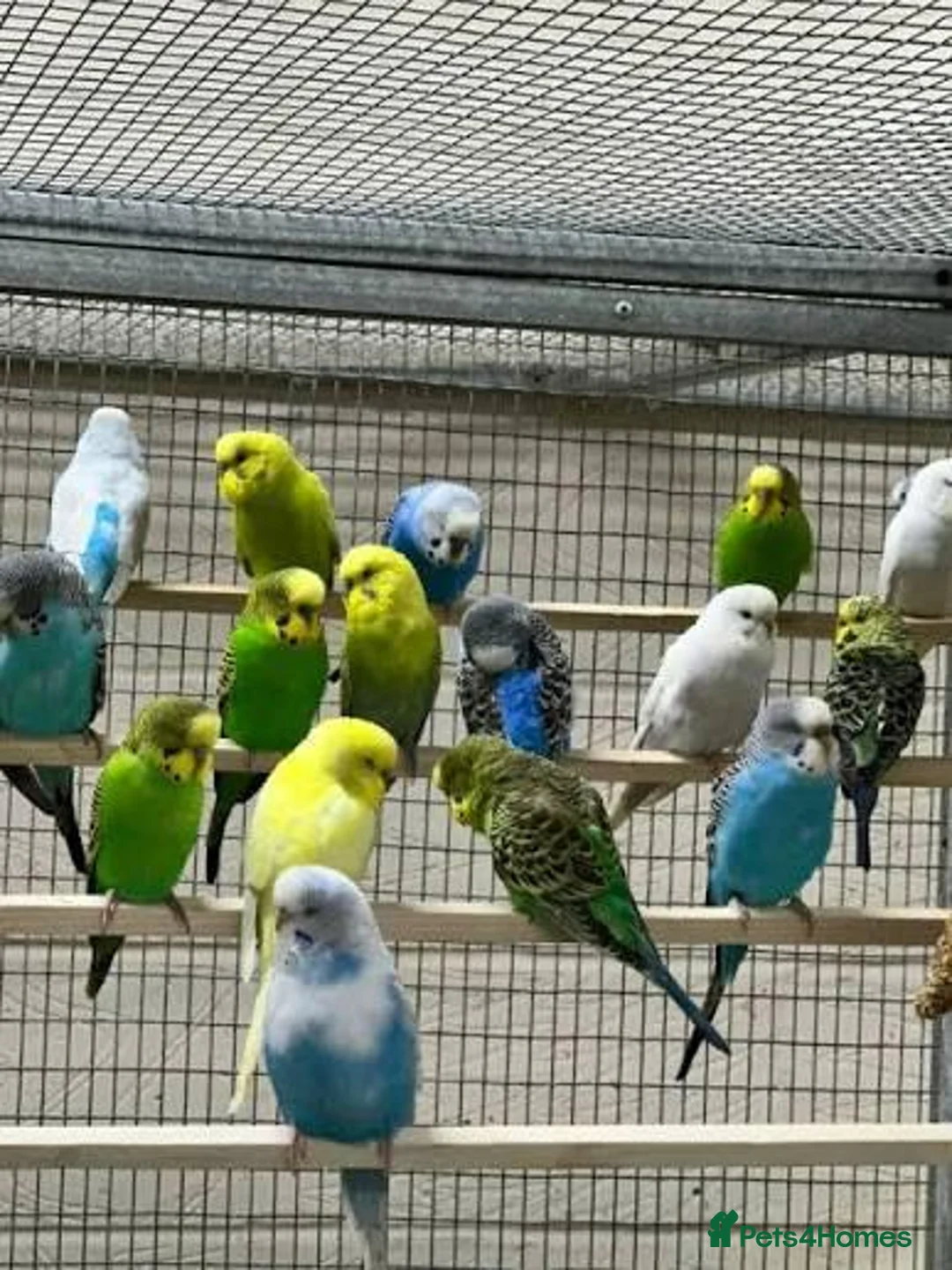 Budgerigars birds for sale: Budgies  - Advert 1