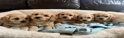Cavachon dogs for sale: Cavachon puppies  - Advert 17