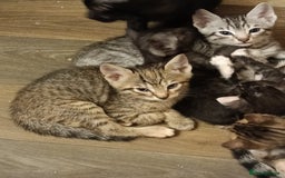 Bengal cats for sale: 🏆Families RARE Bengal X F5 Asian Leopard kittens  - Image 13