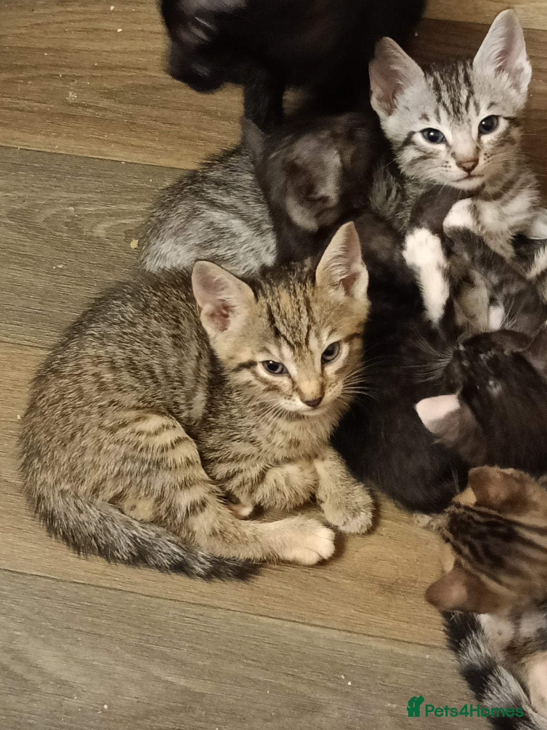 Bengal cats for sale: 🏆Families RARE Bengal X F5 Asian Leopard kittens  - Image 13