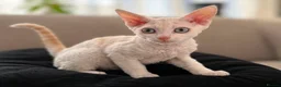 Devon Rex cats for sale: Gorgeous Devon Rex Kitten - Advert 7