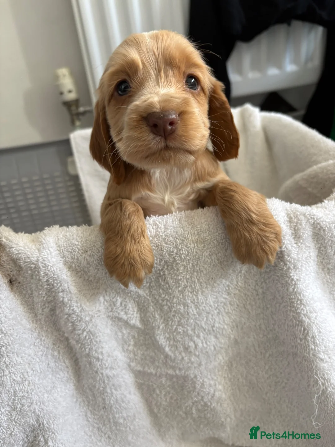 Cocker Spaniel dogs for sale: Cocker spaniels  in Aldershot - Advert 9