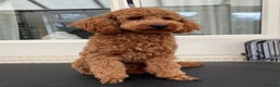 Labradoodle dogs for sale: 🐾 Beautiful F1 Labradoodle puppies for sale🐾 - Advert 6
