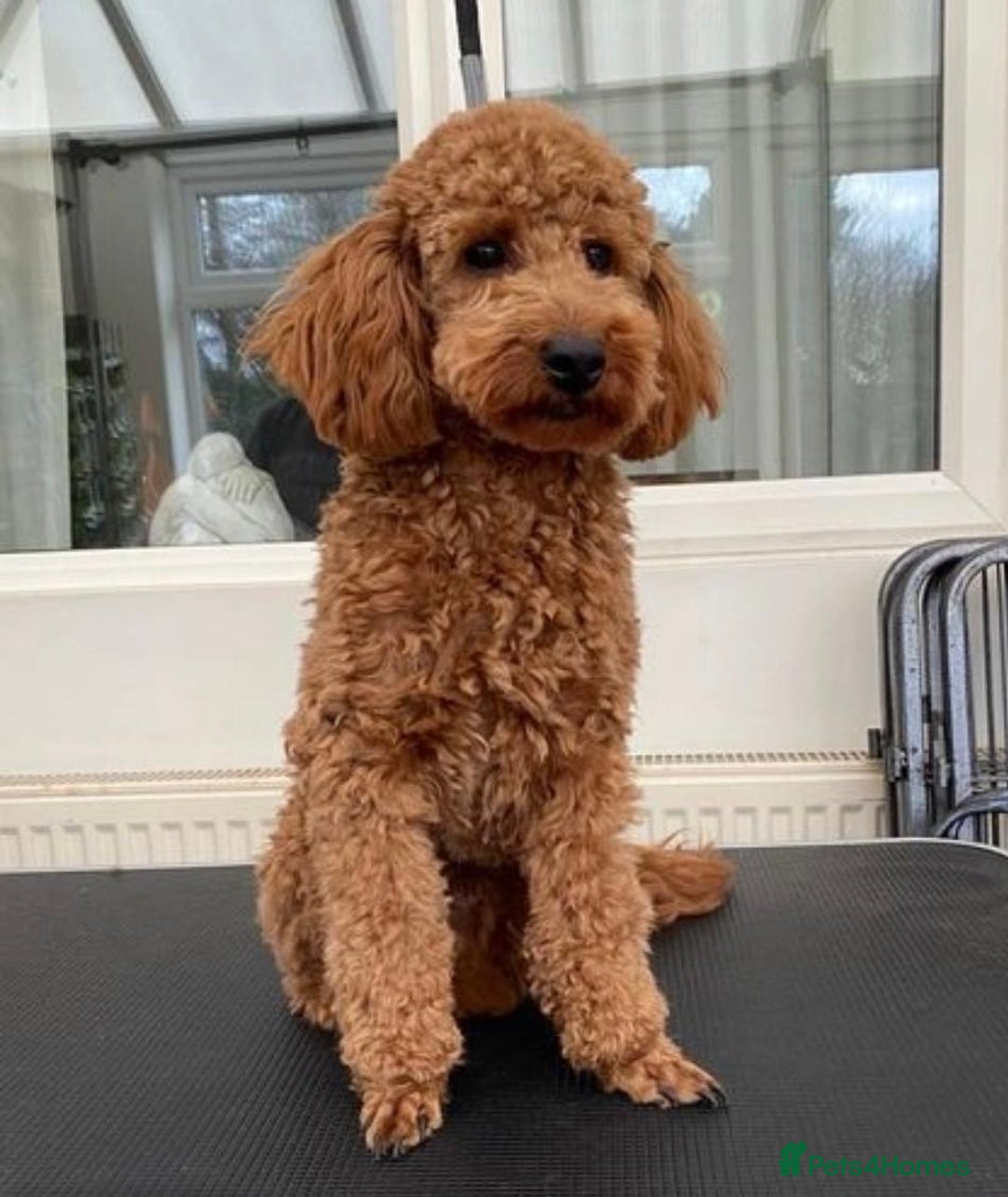 Labradoodle dogs for sale: 🐾 Beautiful F1 Labradoodle puppies for sale🐾 - Advert 6