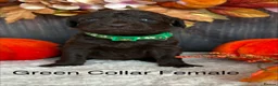 Labradoodle dogs for sale: Outstanding Litter Of 9 F1B Labradoodles 🐶 - Advert 12