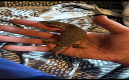Monitor reptiles for sale: Baby Bosc Monitor  - Image 1