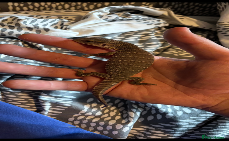 Monitor reptiles - Advert 1