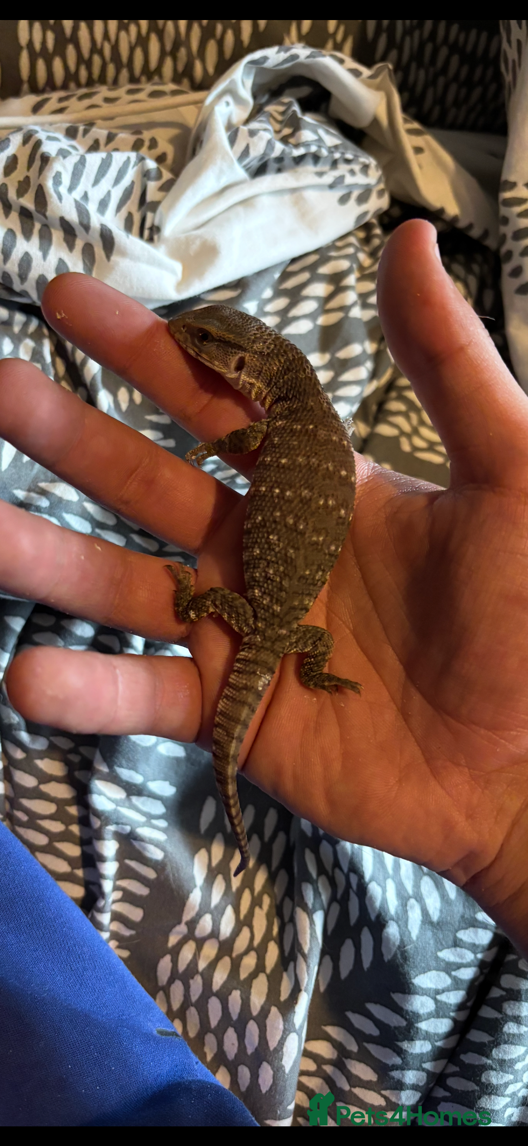 Monitor reptiles for sale: Baby Bosc Monitor  - Image 1