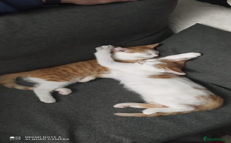 Mixed Breed cats - Advert 7