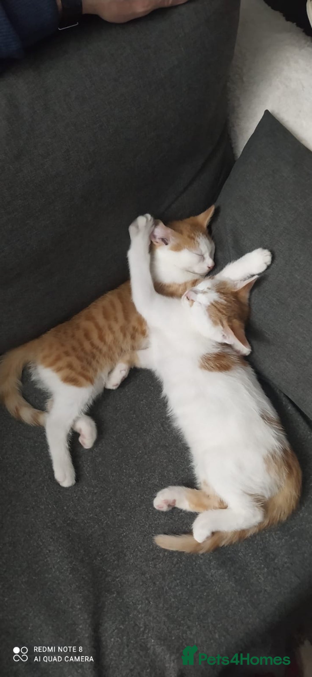 Mixed Breed cats for sale: Two lovely boys looking for their forever homes  - Image 1