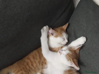 Mixed Breed cats - Advert 7