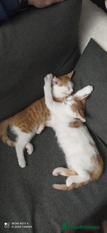 Mixed Breed cats - Advert 16