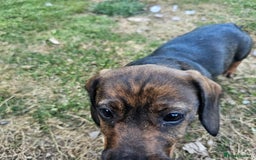 Dachshund dogs for sale: Wired haired dachshund  - Image 3