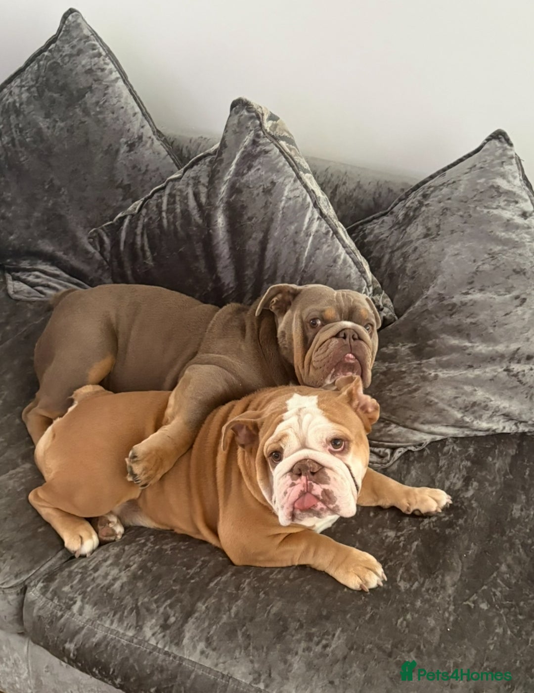English Bulldog dogs for sale: English bulldog puppies  - Advert 18