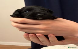 Miniature Schnauzer dogs for sale: Stunning KC Reg Miniature Schnauzers  - Image 11