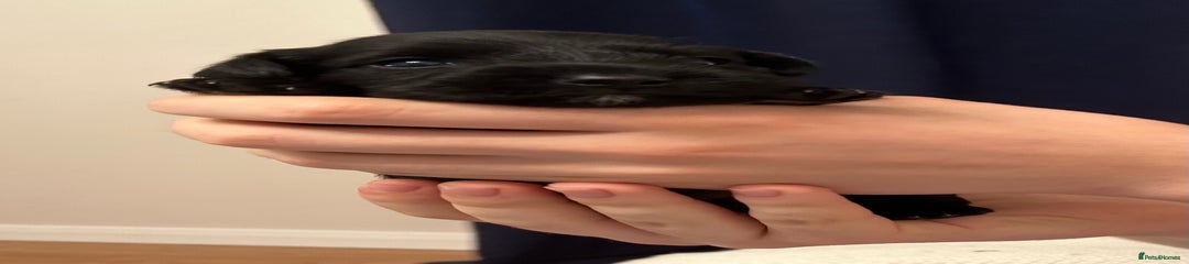 Onyx Allure