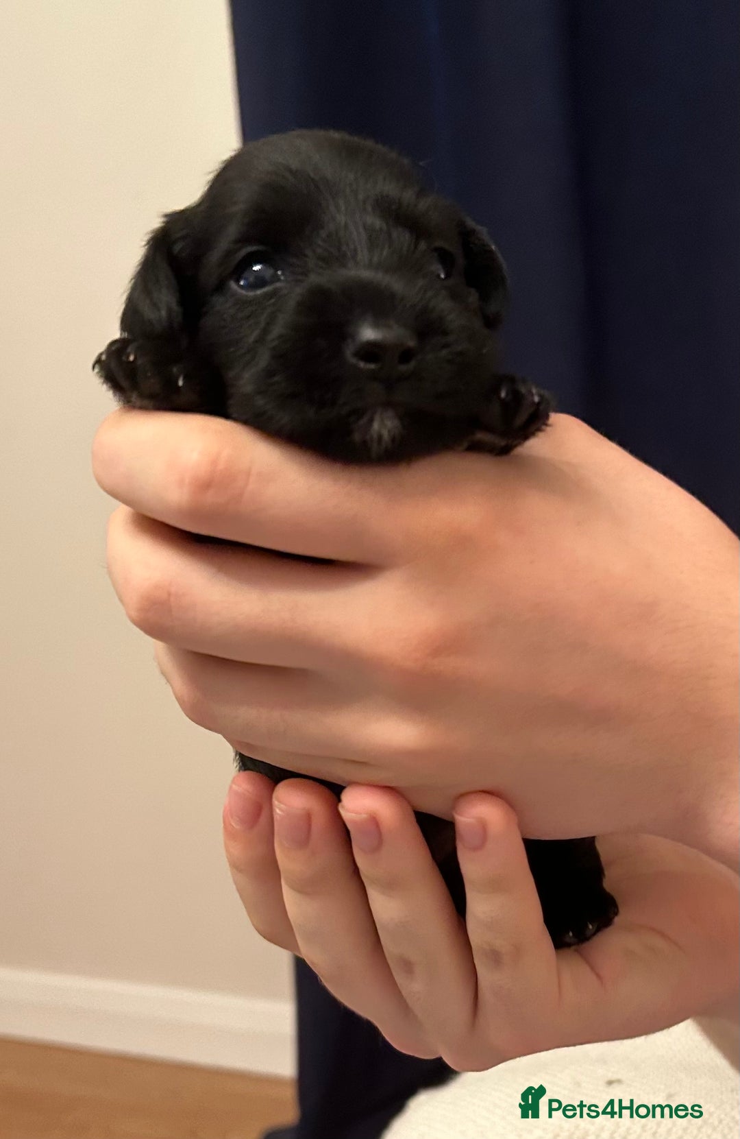 Miniature Schnauzer dogs for sale: Stunning KC Reg Miniature Schnauzers  - Image 11