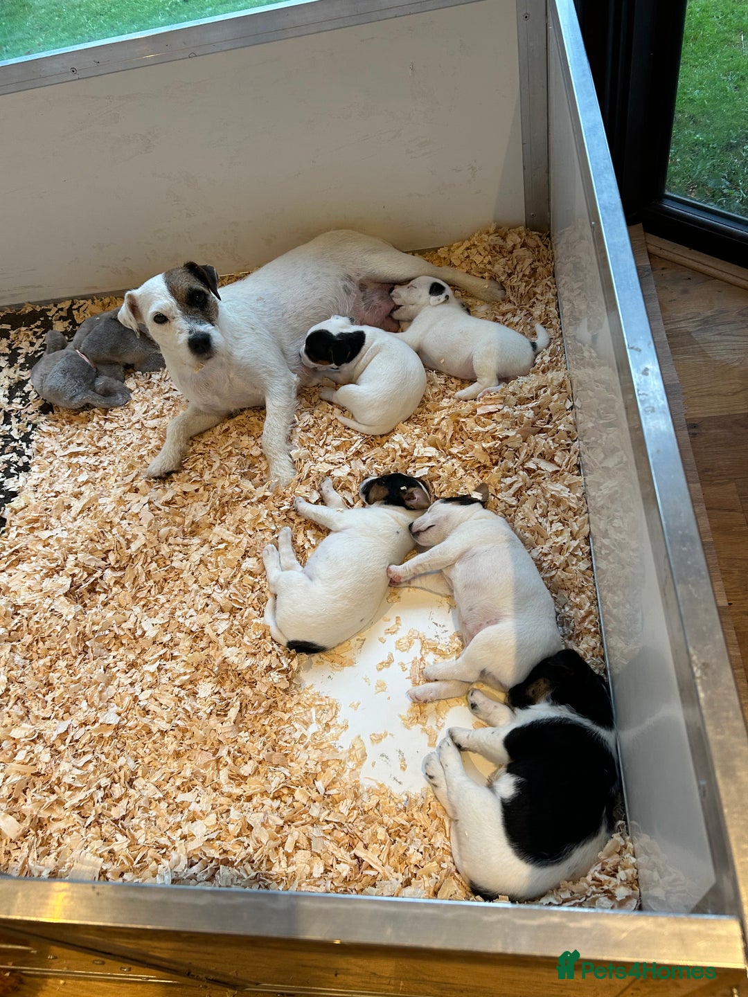 Jack Russell dogs for sale: 3 Lovely jack Russel girls - Image 1