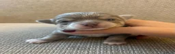 Chihuahua dogs for sale: Exceptional Litter,  Lilac Long-Haired Chihuahuas  in Washington - Advert 4