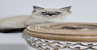 Ragdoll cats - Advert 13