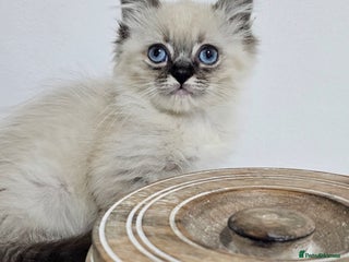 Ragdoll cats - Advert 18