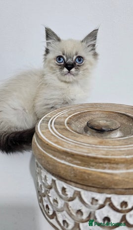 Ragdoll cats - Advert 1