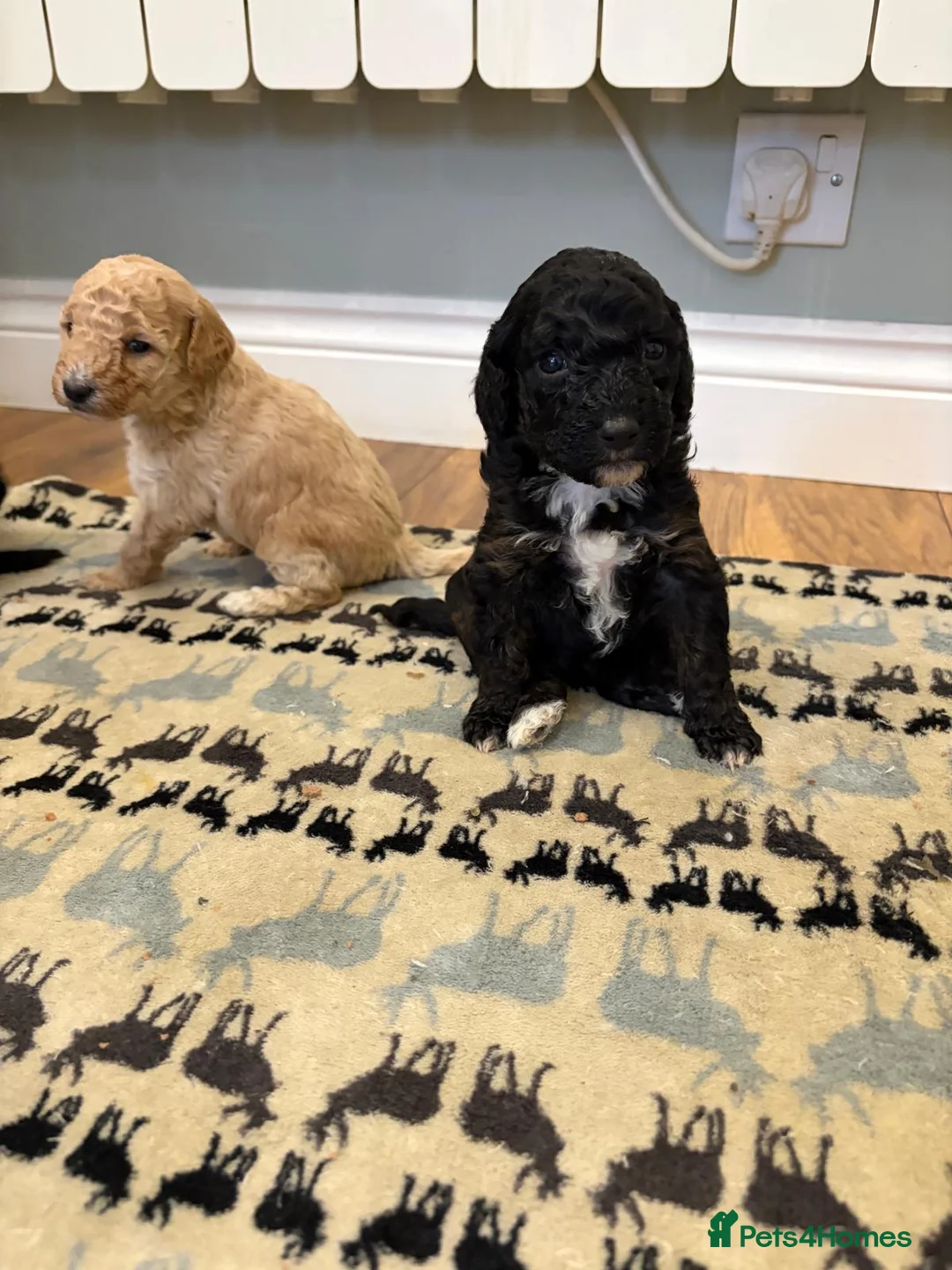 Sheepadoodle dogs for sale: Sheepadoodle  - Advert 11