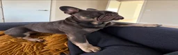 French Bulldog dogs for sale: Loving French Bulldog Looking for Forever Home  in Walton-on-Thames - Advert 4
