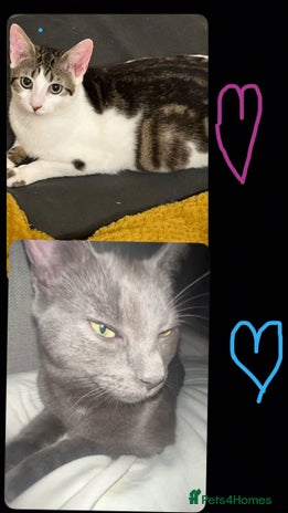 Russian Blue cats - Advert 3