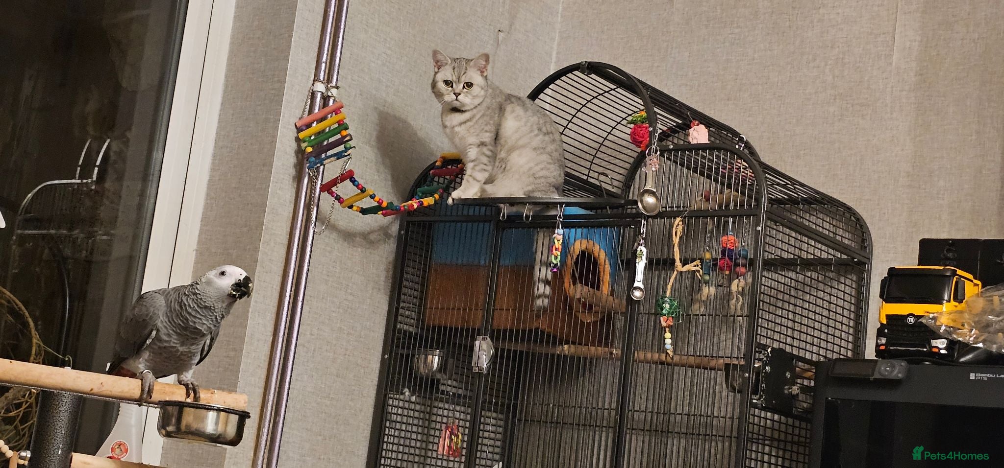 British Shorthair cats Kittens - Advert 9