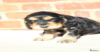 Cocker Spaniel dogs - Advert 2