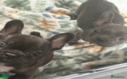 French Bulldog dogs for sale: KC Registered French Bulldog puppies ready to go - Image 27