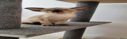 Oriental cats for sale: Modern type Oriental/siamese kittens  - Advert 2