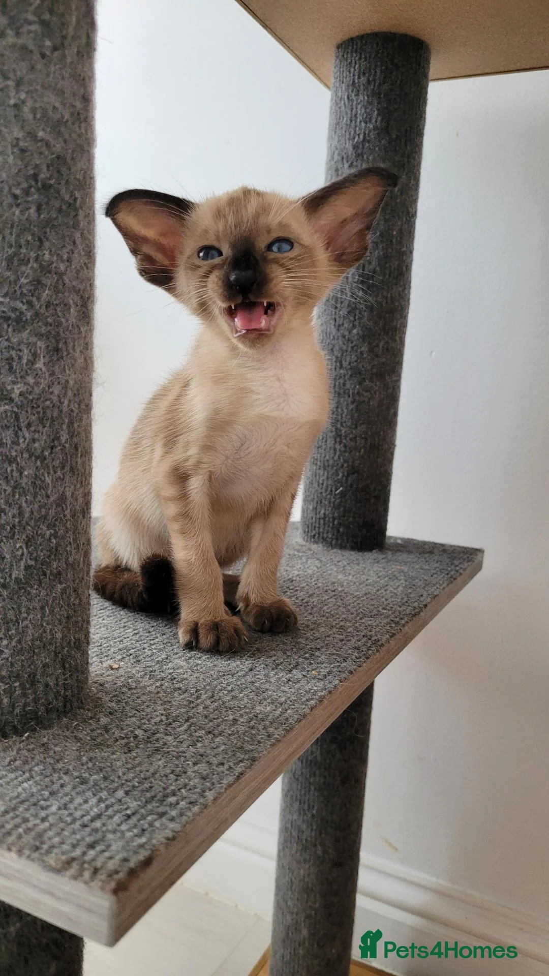 Oriental cats for sale: Modern type Oriental/siamese kittens  - Advert 2