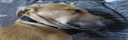 Lurcher dogs for sale: Large breed lurcher - Advert 11