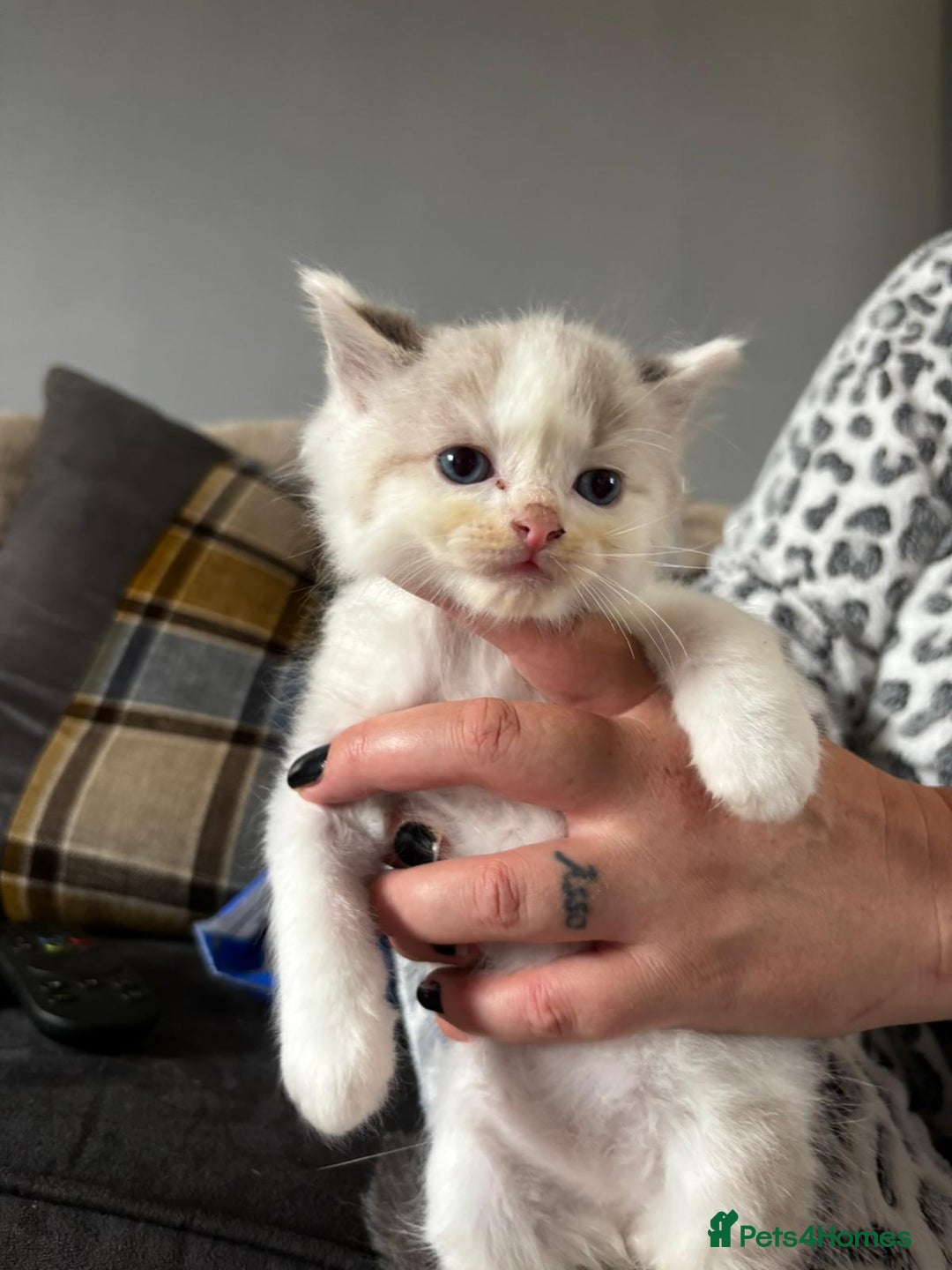 Ragdoll cats for sale: 8 gorgeous ragdoll kitten - Image 14